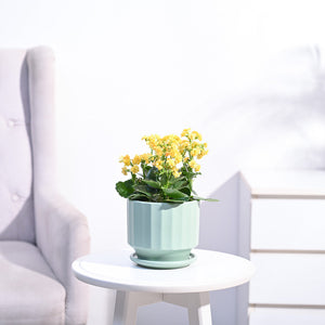 Kalanchoe Plant - Yellow