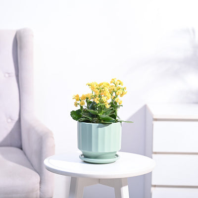 Kalanchoe Plant - Yellow