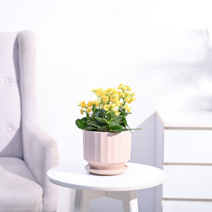 Kalanchoe Plant - Yellow