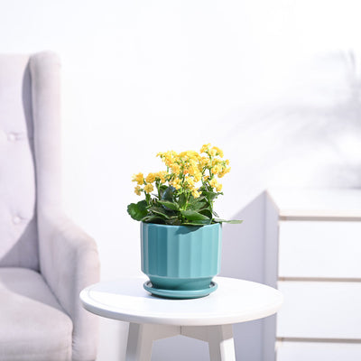 Kalanchoe Plant - Yellow