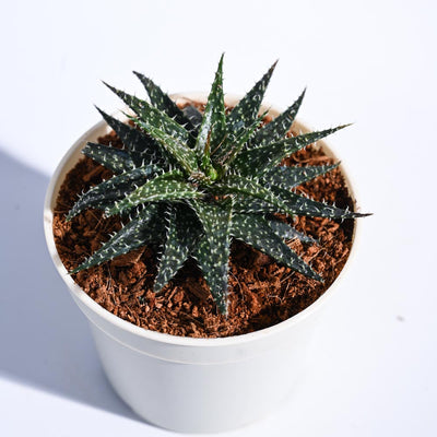 Aloe Pepe