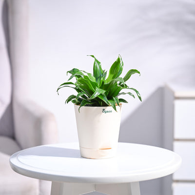 Dracaena Compacta Plant