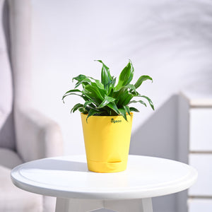 Dracaena Compacta Plant