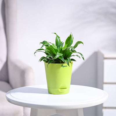 Dracaena Compacta Plant