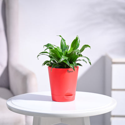 Dracaena Compacta Plant