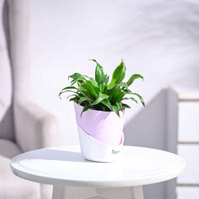 Dracaena Compacta Plant