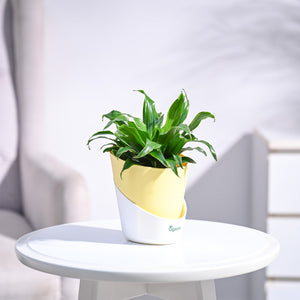 Dracaena Compacta Plant