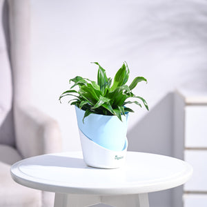 Dracaena Compacta Plant