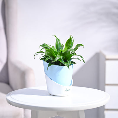 Dracaena Compacta Plant