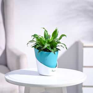 Dracaena Compacta Plant