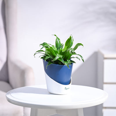 Dracaena Compacta Plant