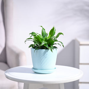 Dracaena Compacta Plant