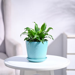 Dracaena Compacta Plant