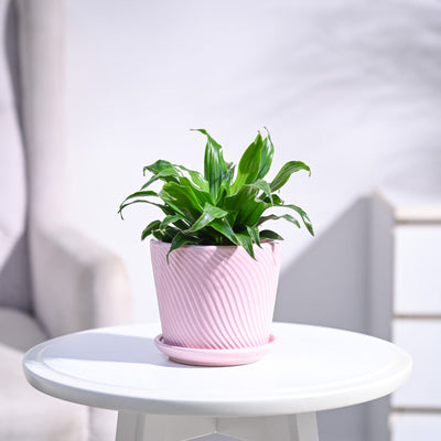 Dracaena Compacta Plant