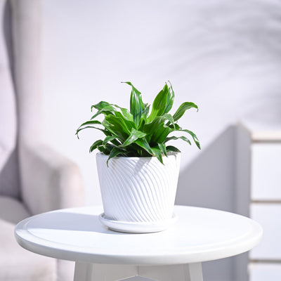 Dracaena Compacta Plant