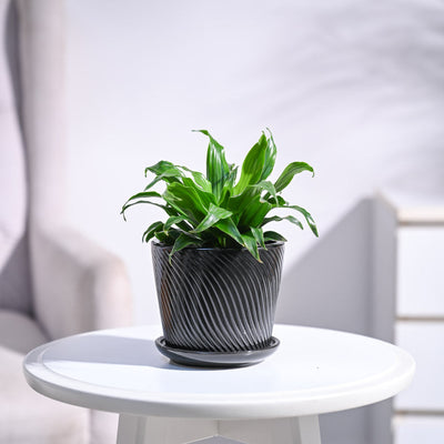 Dracaena Compacta Plant