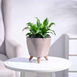 Dracaena Compacta Plant