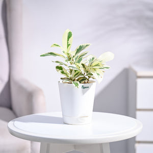 Ficus Prestige Plant