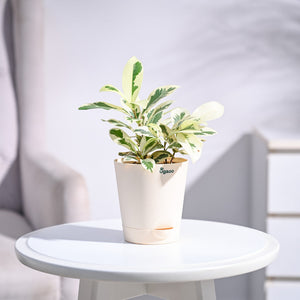 Ficus Prestige Plant