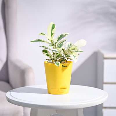 Ficus Prestige Plant