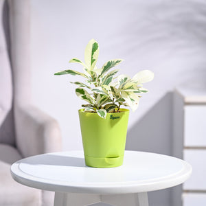 Ficus Prestige Plant