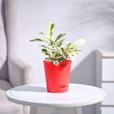 Ficus Prestige Plant