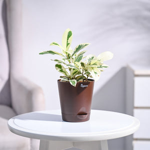 Ficus Prestige Plant