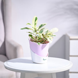 Ficus Prestige Plant