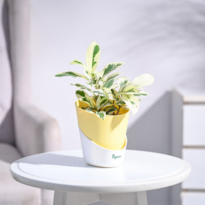 Ficus Prestige Plant