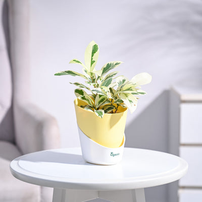 Ficus Prestige Plant