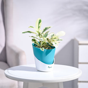 Ficus Prestige Plant