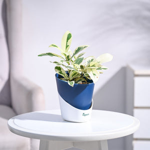 Ficus Prestige Plant