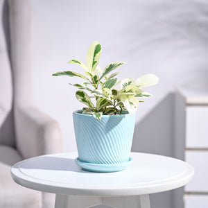 Ficus Prestige Plant