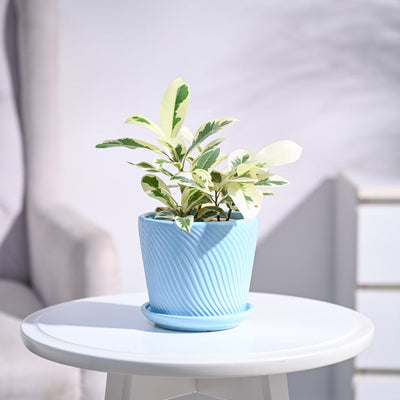 Ficus Prestige Plant