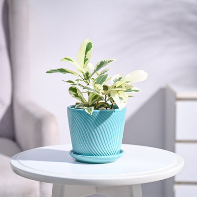 Ficus Prestige Plant