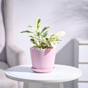 Ficus Prestige Plant