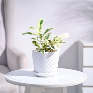 Ficus Prestige Plant