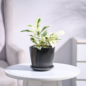 Ficus Prestige Plant