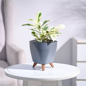 Ficus Prestige Plant