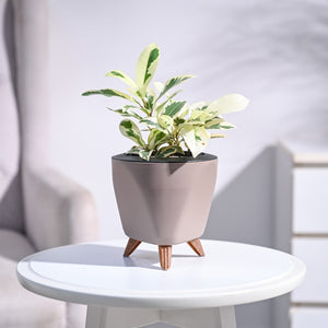 Ficus Prestige Plant