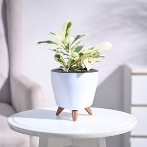 Ficus Prestige Plant