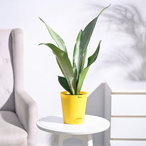 Sansevieria Moonshine - Snake Plant