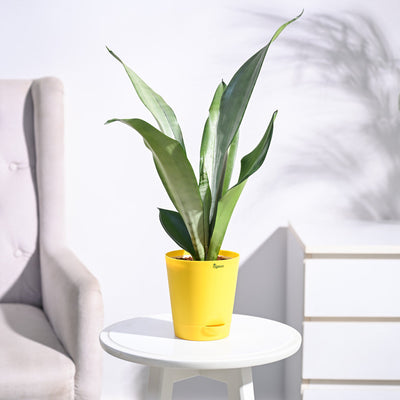Sansevieria Moonshine - Snake Plant