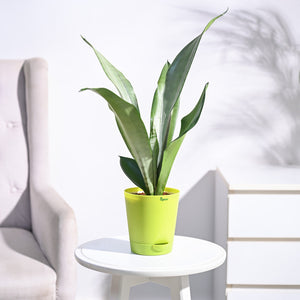 Sansevieria Moonshine - Snake Plant