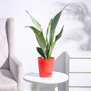 Sansevieria Moonshine - Snake Plant