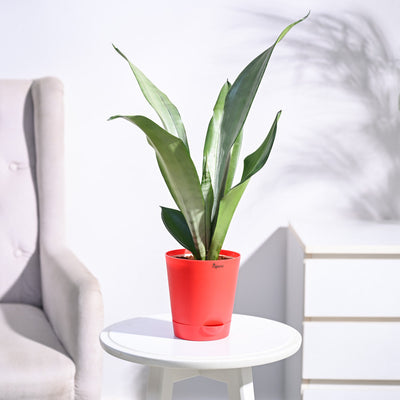 Sansevieria Moonshine - Snake Plant