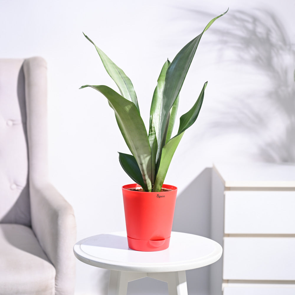 Sansevieria Moonshine - Snake Plant