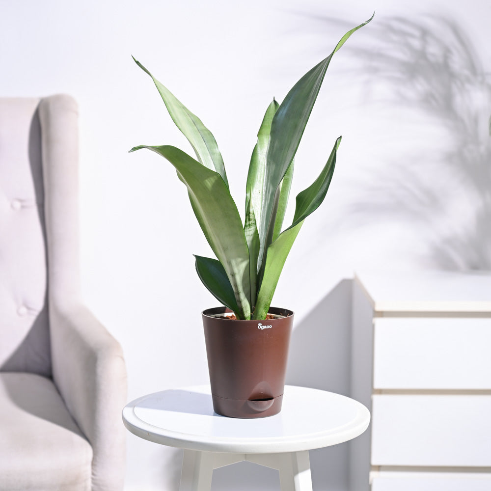 Sansevieria Moonshine - Snake Plant