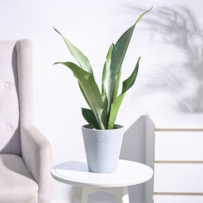 Sansevieria Moonshine - Snake Plant