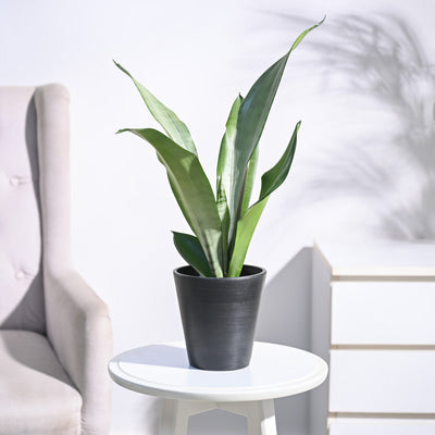 Sansevieria Moonshine - Snake Plant